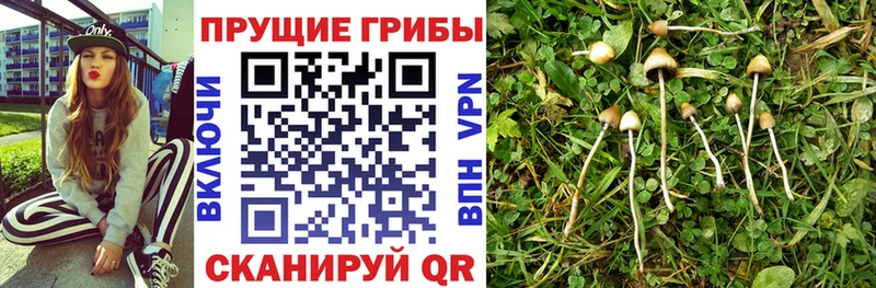 Купить где  Исилькуль  Галлюциногенные грибы MAGIC MUSHROOMS 